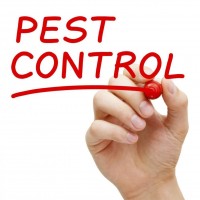 Pest Control Waterloo