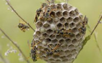 OZ Wasp Removal Perth