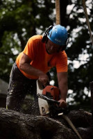 Greenway Tree Service – Professional Tree Removal & Tree Care Buffalo NY