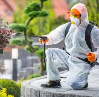 Best Pest Control in Dubai | Professional & Affordable Pest Removal Services