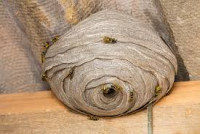 OZ Wasp Removal Adelaide
