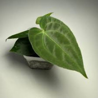 Lianthurium Plants
