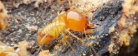 Termite Inspection Gold Coast