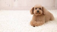 Carpet Cleaning Glenelg