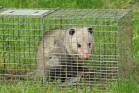 Fresh Possum Specialist Melbourne