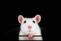 Morris Rodent Control Sydney