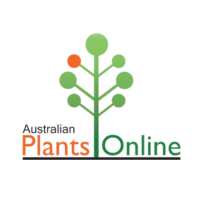 Salvia Hot Lips Australian Plants Online
