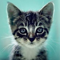 We Love Cats and Kittens