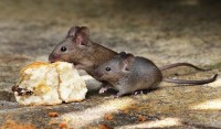 Rodent Control Canberra