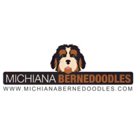 Michiana Bernedoodles