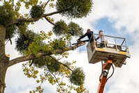 Missouri City Tree Pros