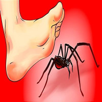 Nhện đen là điềm gì?