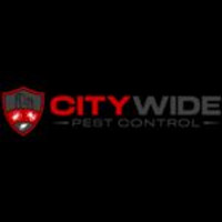 City Wide Spider Control Sydney