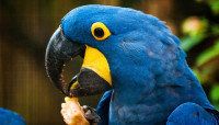 Omar's Exotic birds