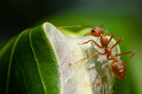 Ants Control Brisbane