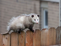 247 Possum Removal Hobart