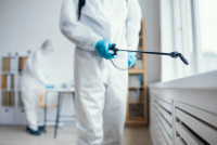 Pest Patrol Pest Control Sydney