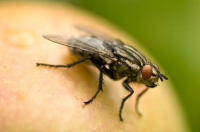 Pest Control Mornington