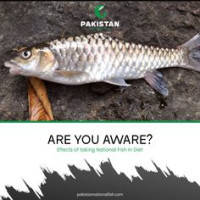 Demand Of Rawas Fish In Pakistan