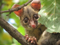 247 Possum Removal Perth