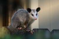 Possum Removal Hobart