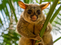Sure Fire Possum Removal Perth