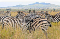 Private Tanzania Safari Tours – Tailored Wildlife Experiences with Kilimora Adventure
