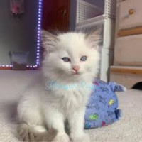Ragdoll Cats Chicago