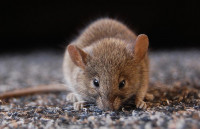 247 Rodent Control Sydney