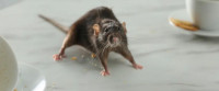 Sure Fire Rodent Control Melbourne