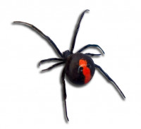 Falls Pest Control