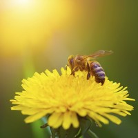 Bee Control Brisbane