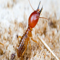 247 Termite Inspection Canberra