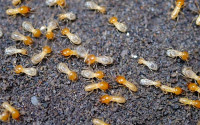 247 Termite Inspection Brisbane