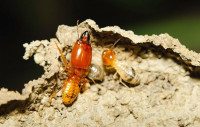 Exit Termite Control Adelaide