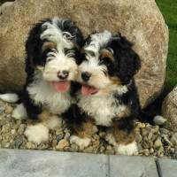 Michiana Bernedoodles