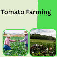 tomato farming can be profitable