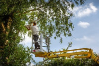 Terrytown Tree Service