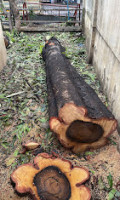 K THANTHONI TREE CUTTING SERVICE | Tree Cuting Service in Chennai | Tree Removal in Chennai | Coconut Tree Service in Chennai