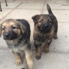 German Shepherd Puppies for sale