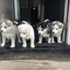Siberian husky puppies available for sale